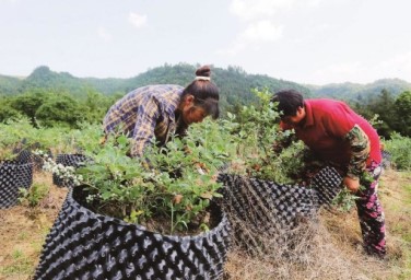Wangcang farmers benefit from blueberry business
