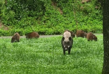 Wild boar family visits Tangjiahe Nature Education Center