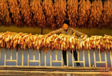 Drying corn crops in Guangyuan
