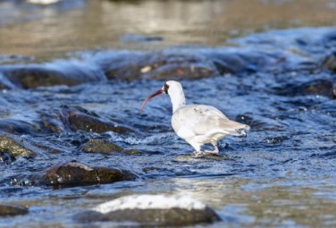 Rare bird spotted in Guangyuan's river 