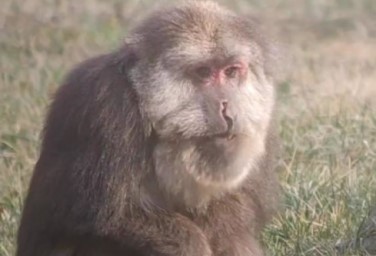 Tibetan macaque spotted in Tangjiahe nature reserve
