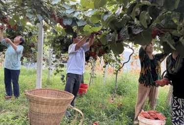 Kiwifruit harvest drives rural vitalization 