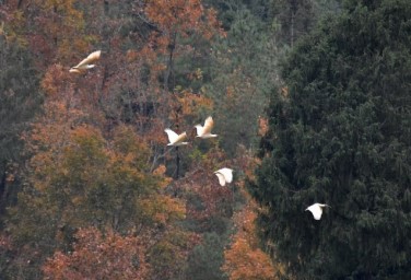 'Oriental Gem' crested ibises grace SW China's Qingchuan