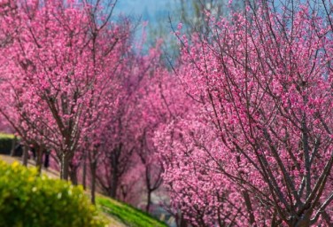 Spring's elegance unfolds at Lixian Lake