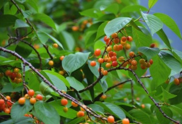 Cherry harvest in full swing in Guangyuan's Chaotian district