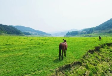 Discover the tranquil beauty of Qingchuan's prairie