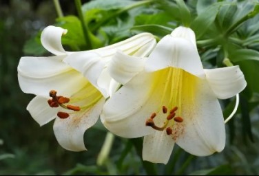 Taste of home: Lily flower steamed twisted rolls delight palates in Wangcang