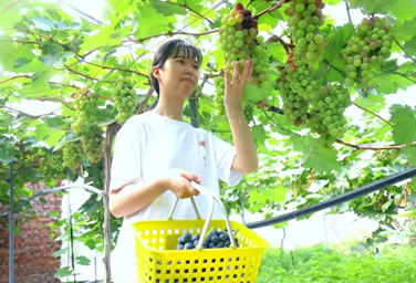Guangyuan's 'sweet economy' flourishes with grape harvest