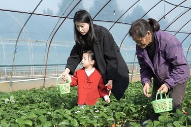 Sweet winter days in Cangxi: strawberry picking & scenic check-ins await
