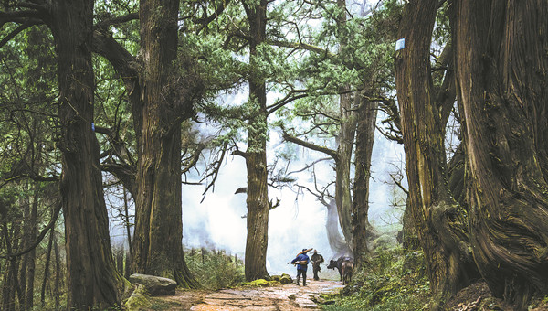 Cuiyun Corridor wins 2025 global 'Earth Home' award