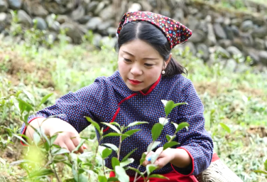 Qingchuan continues to develop tea brands