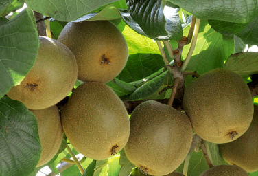 Taste fresh kiwifruit in Cangxi, Guangyuan