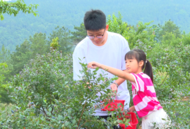 Blueberry harvest season draws tourists to Jiange county