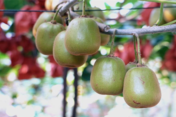 'Honey-kissed' kiwis hit the market