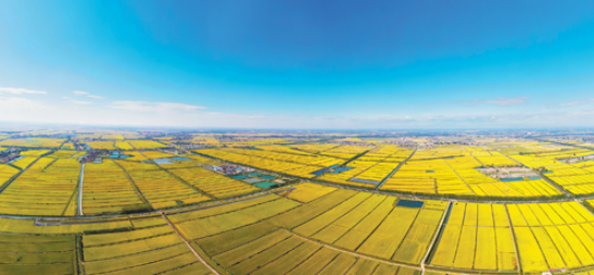More than 600 hectares of rice fields will be preserved in Beijing-Tianjin Zhongguancun Tech Town, showing local authorities focus on environmental protection. .png