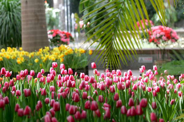 Tropical Plants Park  