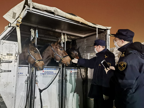 天津滨海机场海关关员在对进境马匹进行查验1.jpg
