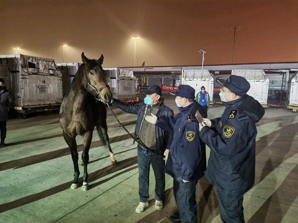 天津滨海机场海关关员在对进境马匹进行查验2.jpg