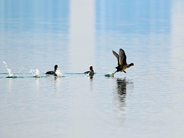 Coots appear in Dongli Lake