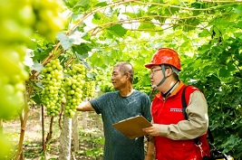 Grapes cultivated in Tianjin's Dongli enter into ripening season