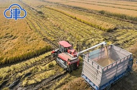 Tianjin's Dongli set for bumper rice harvest 