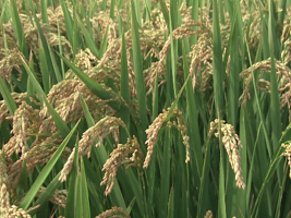 Output of grain in Dongli expected to exceed 22 million kilograms