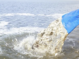 280,000 fry fish released into Dongli section of Haihe river
