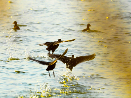 Birds back in Dongli Lake 