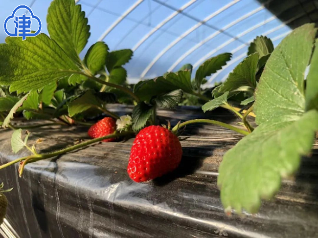 Dongli enters into strawberry harvest season