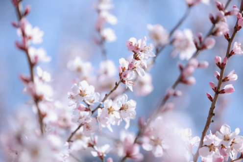 Peach blossoms blooming in Tianjin