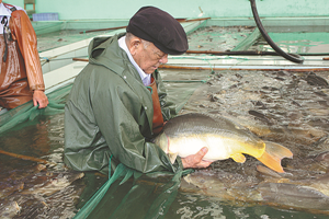 Zealous senior breeder in Tianjin helps nation's fish flourish