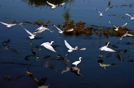 Qilihai Wetlands promotes regional biodiversity