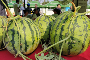 Watermelon festival brings vibrancy to Tianjin’s Jinghai