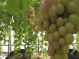 Tianjin's Ninghe introduces new grape variety