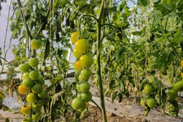 Tech-driven farming yields bumper harvest of cherry tomatoes