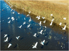 Tuanbo Lake becomes rest stop for migratory bird
