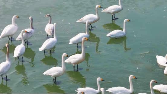 Come to Tuanbo Lake for a romantic rendezvous with migratory birds