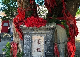 Over 80 percent of Tianjin’s ancient trees flourish in Jizhou district