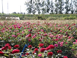 Flowers cultivation leads rural areas in Jizhou to prosperity