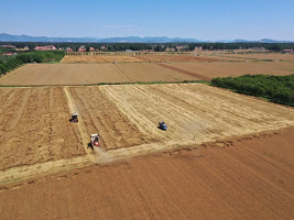 Jizhou achieves a bumper harvest in summer grain production