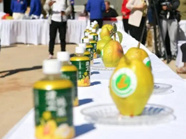 The 5th pear competition held in Tianjin Jizhou