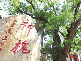 Old and gnarled, Tianjin's ancient trees are still giving