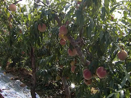 Xigecen village: peach harvest season