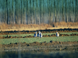 Jizhou to guarantee the safety of migratory birds
