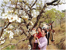 Tianjin’s Jizhou “Pear Garden Romance” Cultural and Tourism Festival kicks off