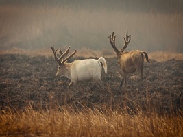 White elk appears in Tianjin Qilihai Wetlands