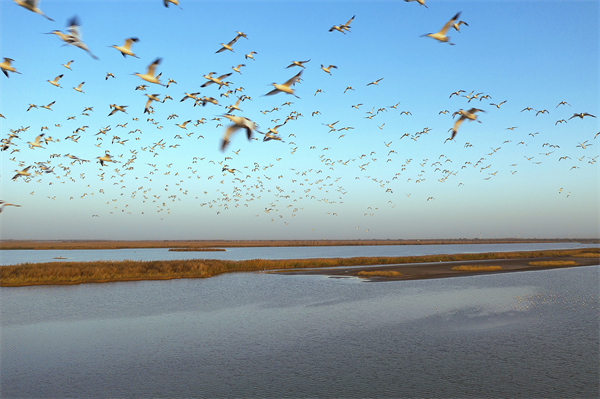 Birds gather in Qilihai Wetland Natural Reserve