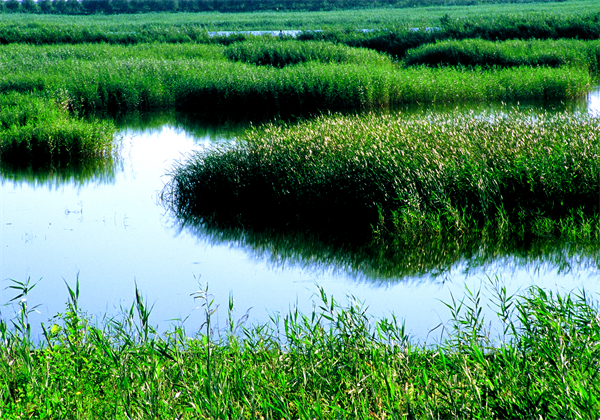 Qilihai Wetland Natural Reserve in summer
