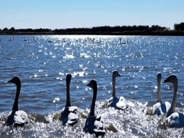 Qilihai wetland becomes a paradise for migratory birds