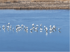 Intelligent system supports wetlands management in Tianjin’s Ninghe